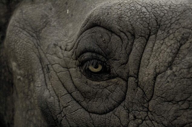 Gros plan sur l’œil d'un éléphant